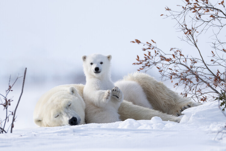 Xuemei Qin Plakát, Obraz - Playful Polar Cub, Xuemei Qin, 40 × 26.7 cm