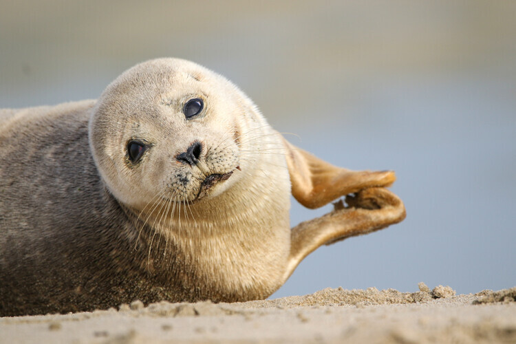 Anne Ponsen Plakát, Obraz - Curious Baby Seal, Anne Ponsen, 40 × 26.7 cm