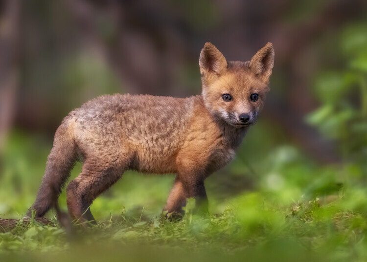 Zeren Gu Plakát, Obraz - Curious Baby Fox, Zeren Gu, 40 × 30 cm