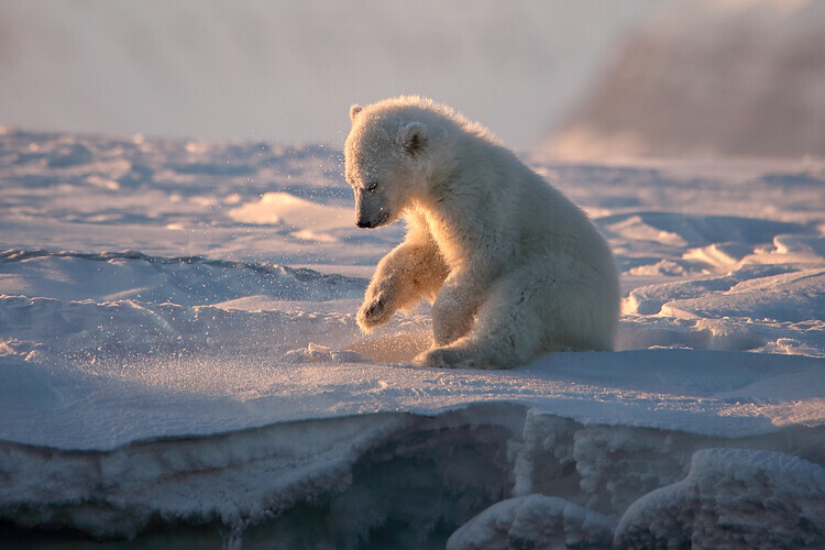 Judith Kuhn Plakát, Obraz - Golden Arctic Cub, Judith Kuhn, 40 × 26.7 cm