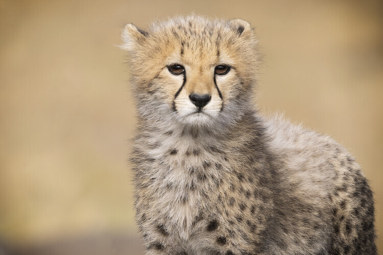 Renee Doyle Plakát, Obraz - Adorable Cheetah Cub, Renee Doyle, 40 × 26.7 cm