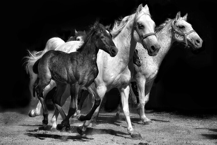 Grega GP Plakát, Obraz - Dynamic Horse Family, Grega GP, 40 × 26.7 cm
