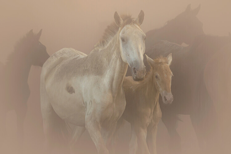 Jose Maria D. Plakát, Obraz - Dusty Horse Family, Jose Maria D., 40 × 26.7 cm