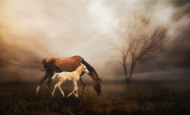 Charlaine Gerber Plakát, Obraz - Dreamy Mare and Foal, Charlaine Gerber, 40 × 24.3 cm