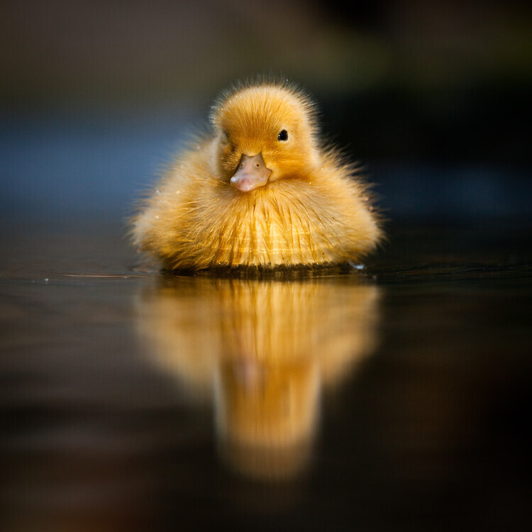 Robert Adamec Plakát, Obraz - Serene Duckling Reflection, Robert Adamec, 40 × 40 cm