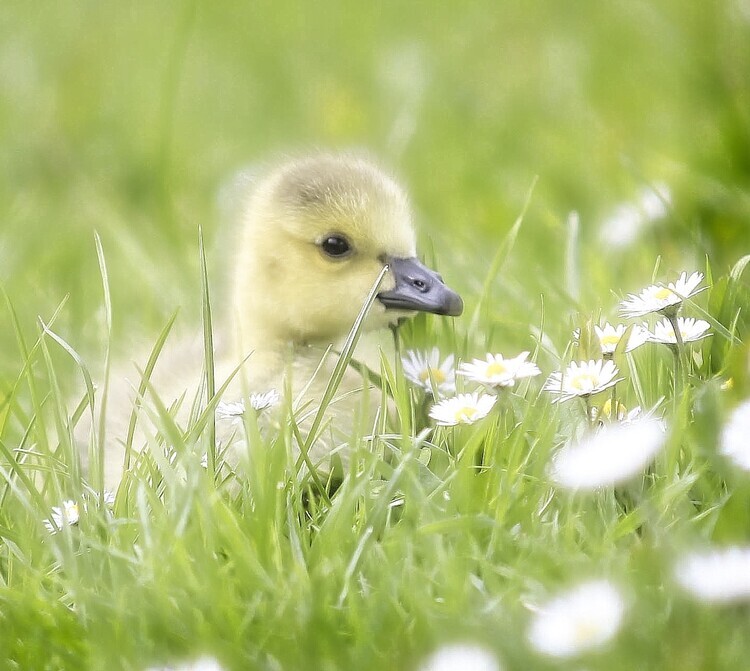 Anna Cseresnjes Plakát, Obraz - Cute Duckling in Grass, Anna Cseresnjes, 40 × 35.8 cm