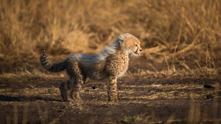 Faisal ALnomas Plakát, Obraz - Curious Cheetah Cub, Faisal ALnomas, 40 × 22.2 cm