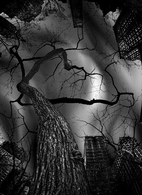 Jackson Carvalho Plakát, Obraz - Stark Urban Tree, Jackson Carvalho, 30 × 40 cm