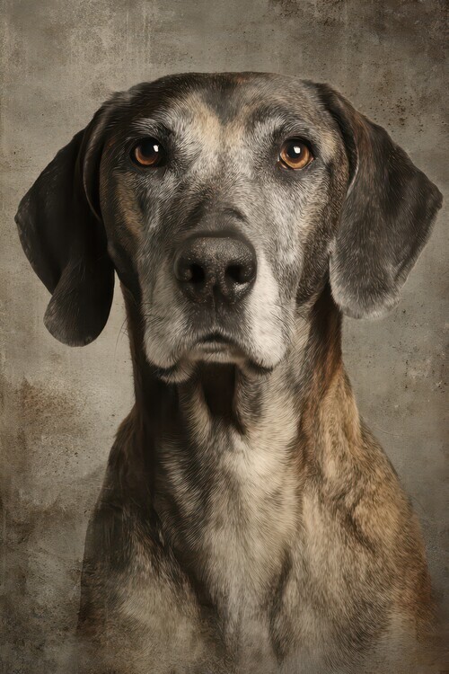 Rafal Kulik Plakát, Obraz - Gentle Old Dog, Rafal Kulik, 26.7 × 40 cm