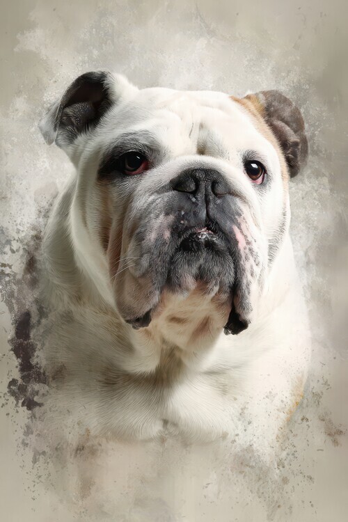 Rafal Kulik Plakát, Obraz - Dignified Bulldog Portrait, Rafal Kulik, 26.7 × 40 cm