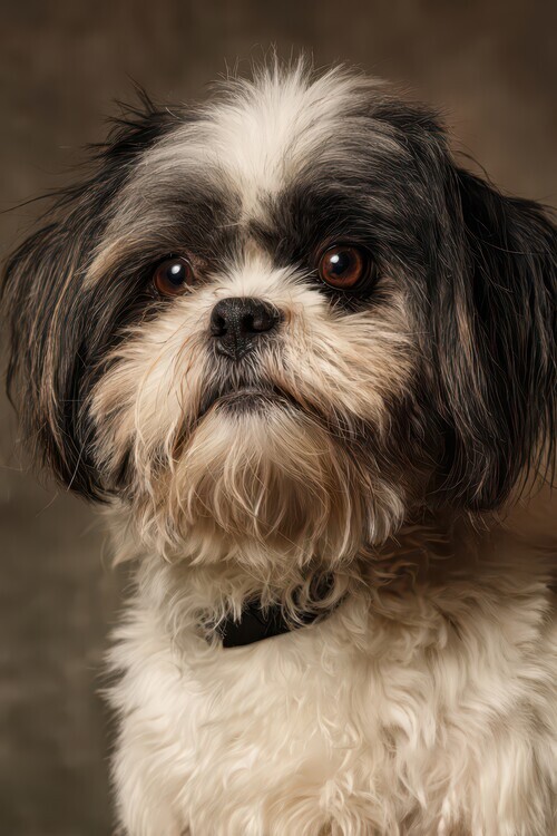 Rafal Kulik Plakát, Obraz - Attentive Shih Tzu Dog, Rafal Kulik, 26.7 × 40 cm