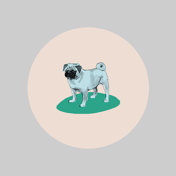 casa cartissi Plakát, Obraz - Adorable Pug Portrait, casa cartissi, 40 × 40 cm