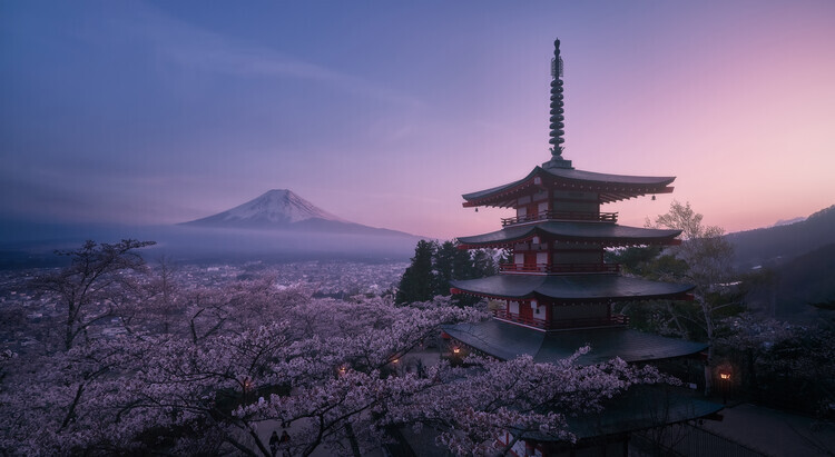 Javier de la Plakát, Obraz - Mt Fuji Sakura, Javier de la, 40 × 22.2 cm