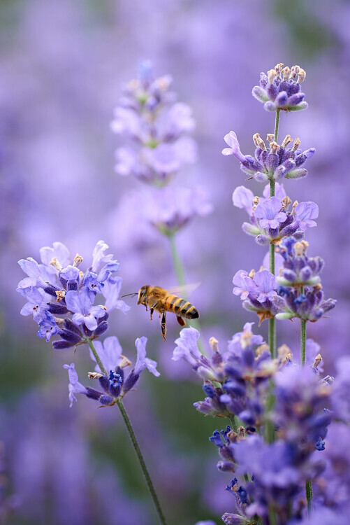 Andrii Kazun Plakát, Obraz - Lavender world, Andrii Kazun, 26.7 × 40 cm