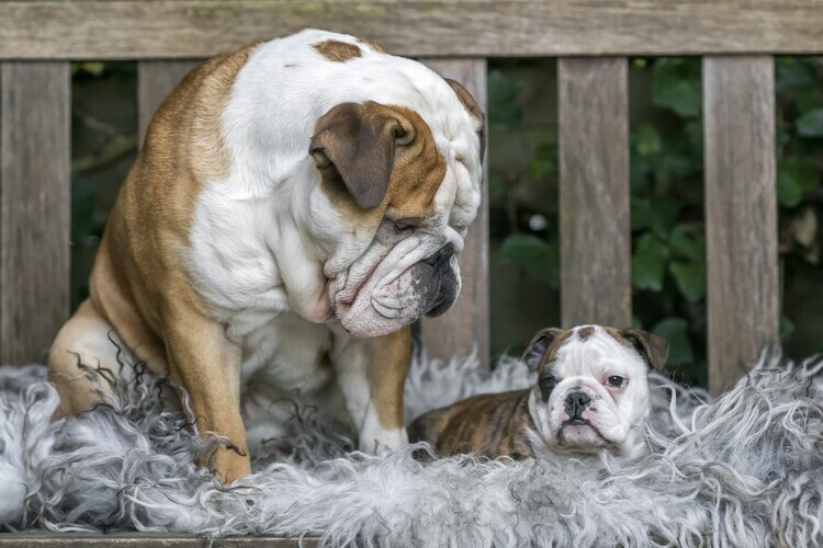 Gert van den Plakát, Obraz - Cozy Bulldog Family, Gert van den, 40 × 26.7 cm