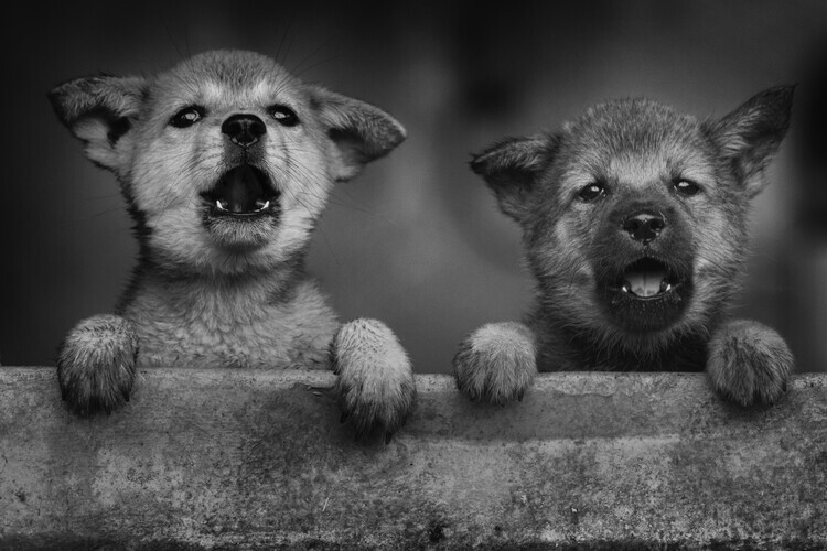 Hendy Mp Plakát, Obraz - Two Peeking Puppies, Hendy Mp, 40 × 26.7 cm