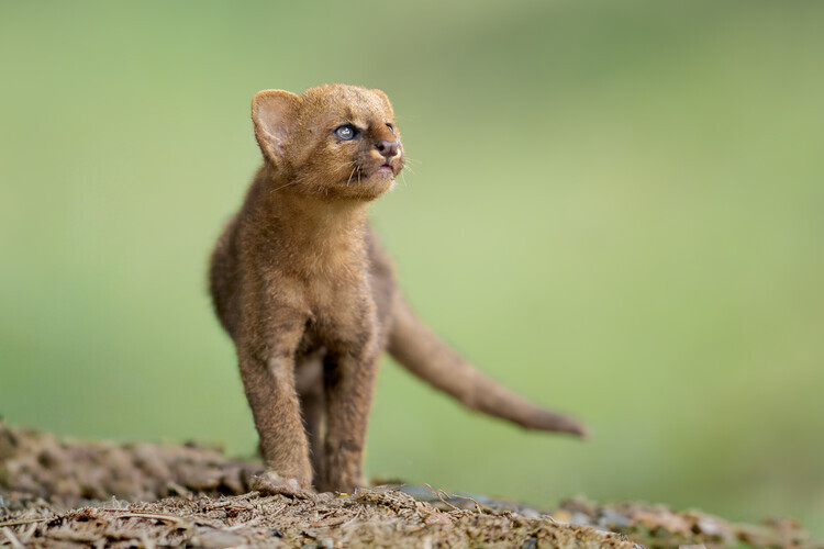 Lisandro PEREZ Plakát, Obraz - Curious Wild Cub, Lisandro PEREZ, 40 × 26.7 cm