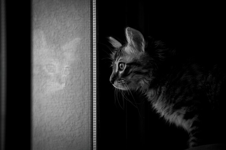 Yahia Alsharif Plakát, Obraz - Curious Kitten Reflection, Yahia Alsharif, 40 × 26.7 cm