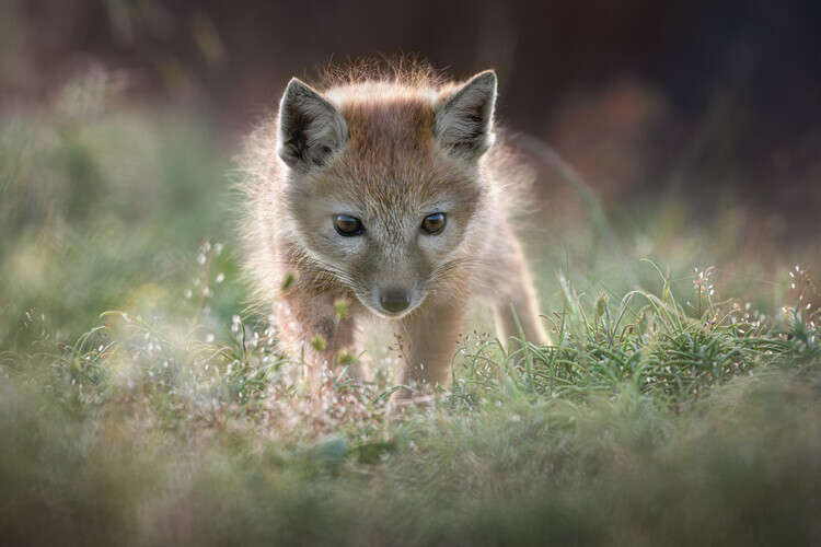 Olga Rudchenko Plakát, Obraz - Golden Fox Kit, Olga Rudchenko, 40 × 26.7 cm