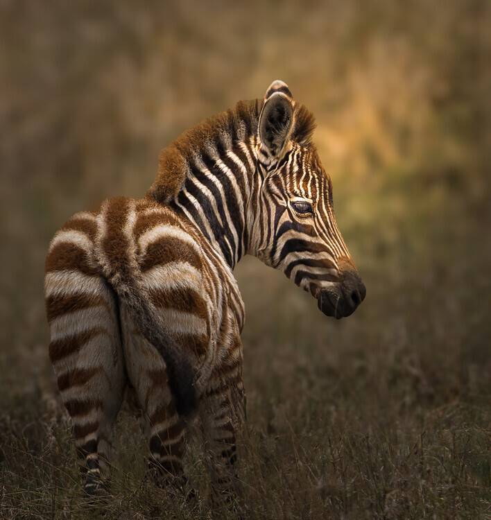Charlotte Zhang Plakát, Obraz - Curious Zebra Foal, Charlotte Zhang, 40 × 40 cm