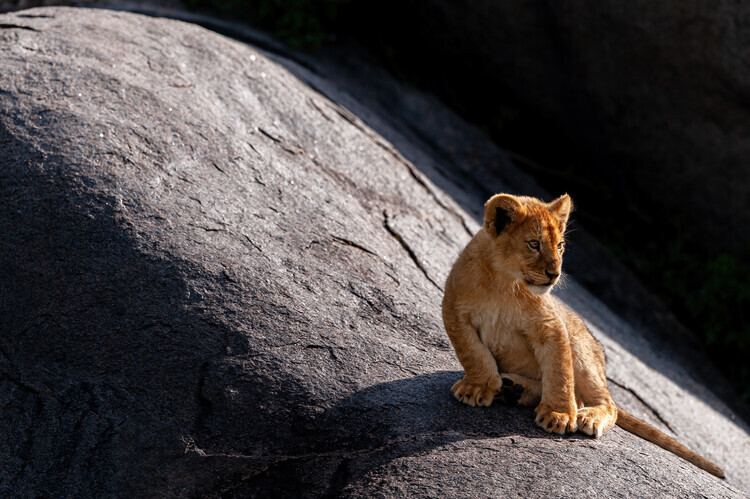 Massimo Felici Plakát, Obraz - Baby Lion on Rock, Massimo Felici, 40 × 26.7 cm