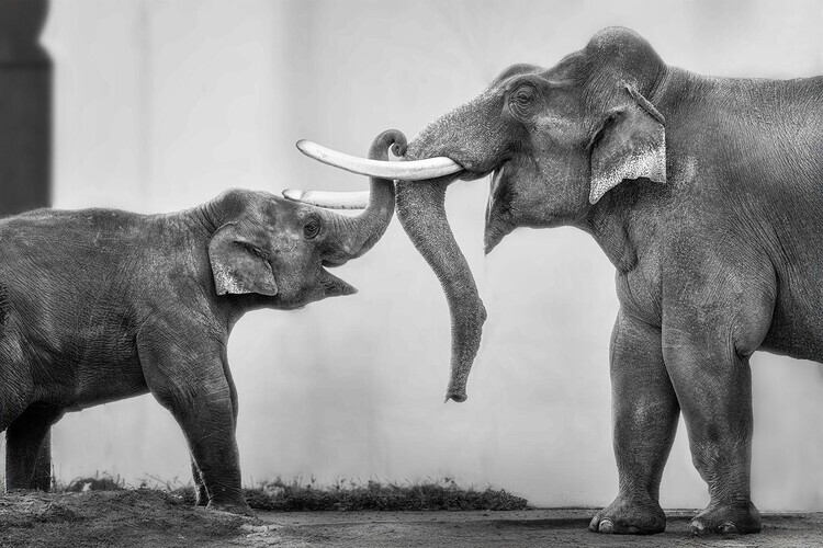 PiaMihailowitsch Plakát, Obraz - Gentle Elephant Bond, PiaMihailowitsch, 40 × 26.7 cm