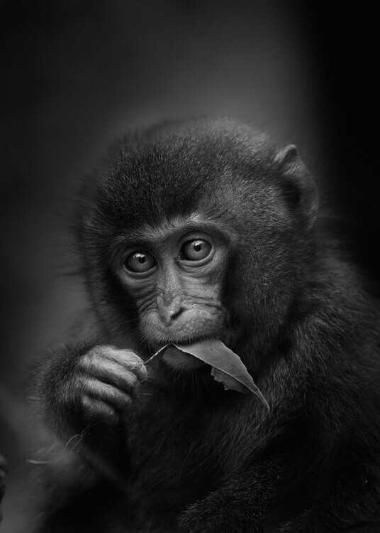 Kaisyakuji Yushi Plakát, Obraz - Cute Monkey With Leaf, Kaisyakuji Yushi, 30 × 40 cm