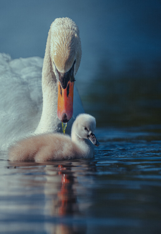 Adnan Larijani Plakát, Obraz - Gentle Swan Family, Adnan Larijani, 26.7 × 40 cm