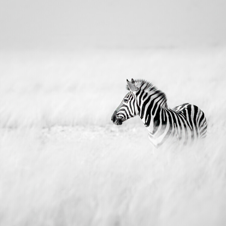 Peter Schoeman Plakát, Obraz - Serene Zebra Foal, Peter Schoeman, 40 × 40 cm