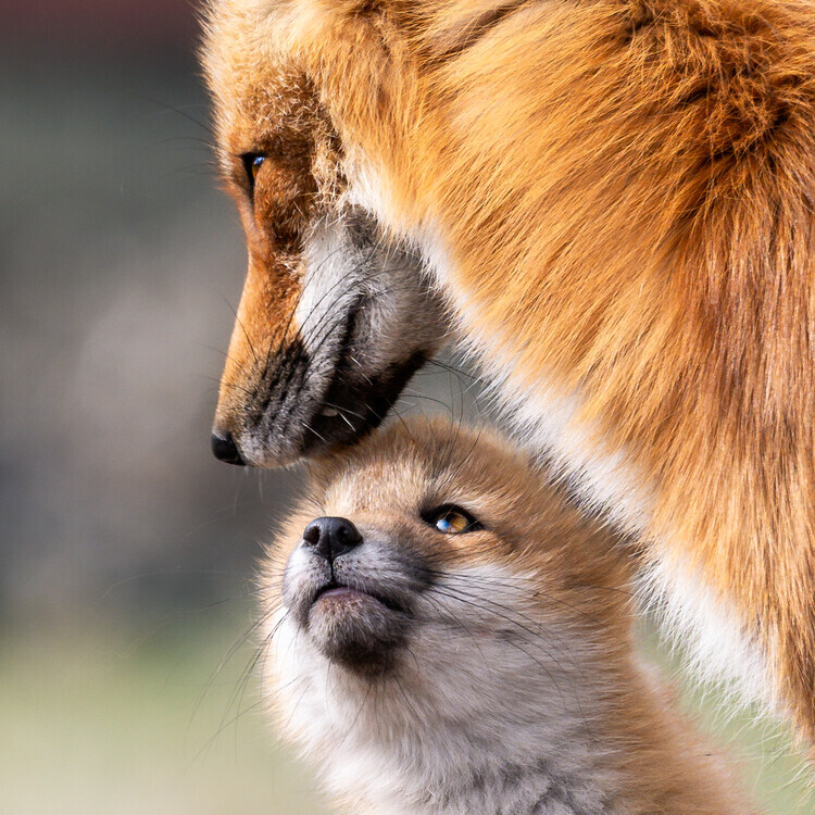 Leeian Dai Plakát, Obraz - Mother Fox and Pup, Leeian Dai, 40 × 40 cm