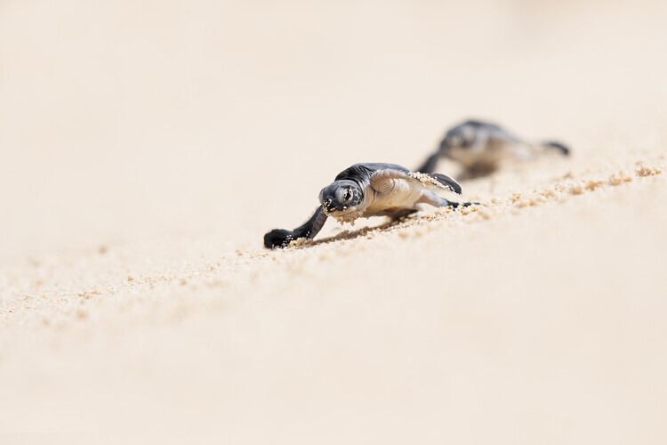 Marco Pozzi Plakát, Obraz - Sea Turtle Hatchlings Journey, Marco Pozzi, 40 × 26.7 cm