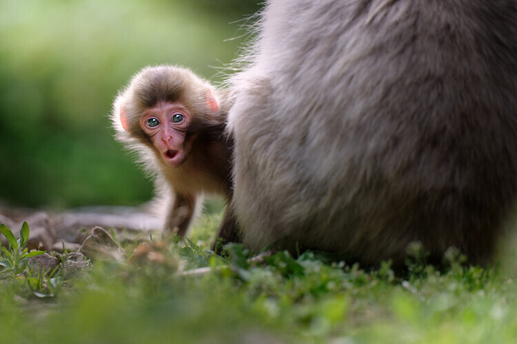 Keigo Tatara Plakát, Obraz - Curious Baby Monkey, Keigo Tatara, 40 × 26.7 cm