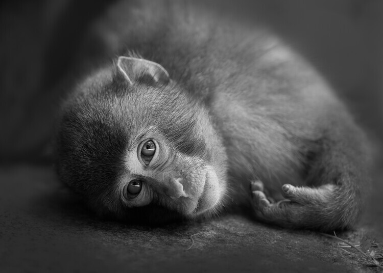 Kaisyakuji Yushi Plakát, Obraz - Curious Baby Monkey, Kaisyakuji Yushi, 40 × 30 cm