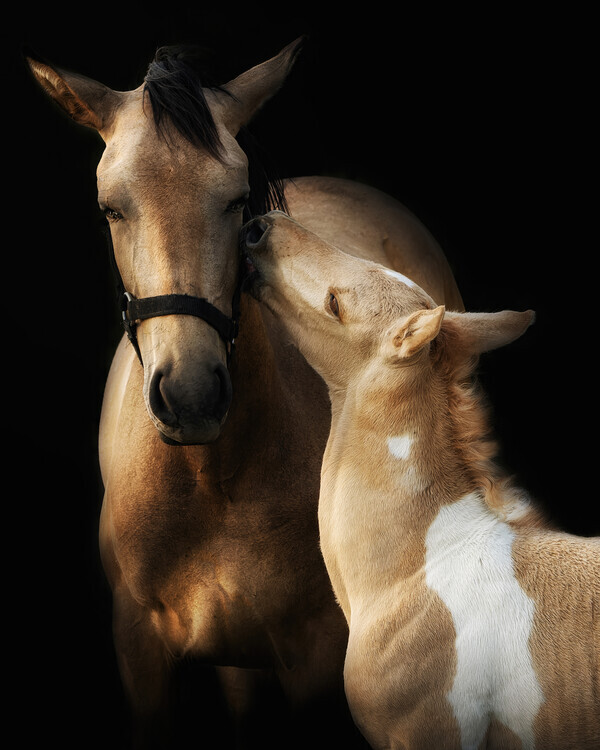 Helena GARCIA HUERTAS Plakát, Obraz - Horse and Foal Love, Helena GARCIA HUERTAS, 30 × 40 cm