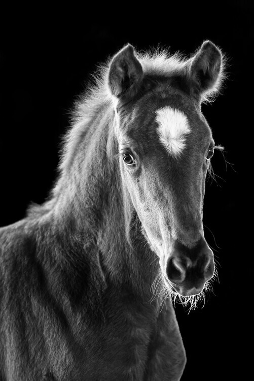 Ulrike Leinemann Plakát, Obraz - Elegant Foal Portrait, Ulrike Leinemann, 26.7 × 40 cm