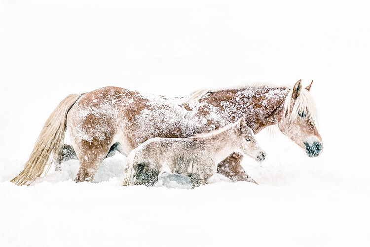 Marion Keijzer Plakát, Obraz - Snowy Horse Family, Marion Keijzer, 40 × 26.7 cm