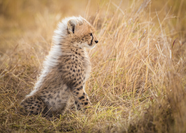 Faisal ALnomas Plakát, Obraz - Curious Cheetah Cub, Faisal ALnomas, 40 × 30 cm
