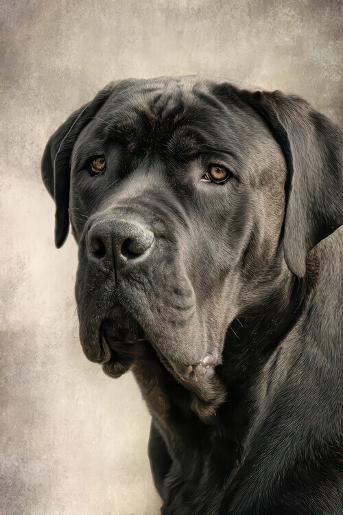 Rafal Kulik Plakát, Obraz - Noble Dark Dog Portrait, Rafal Kulik, 26.7 × 40 cm