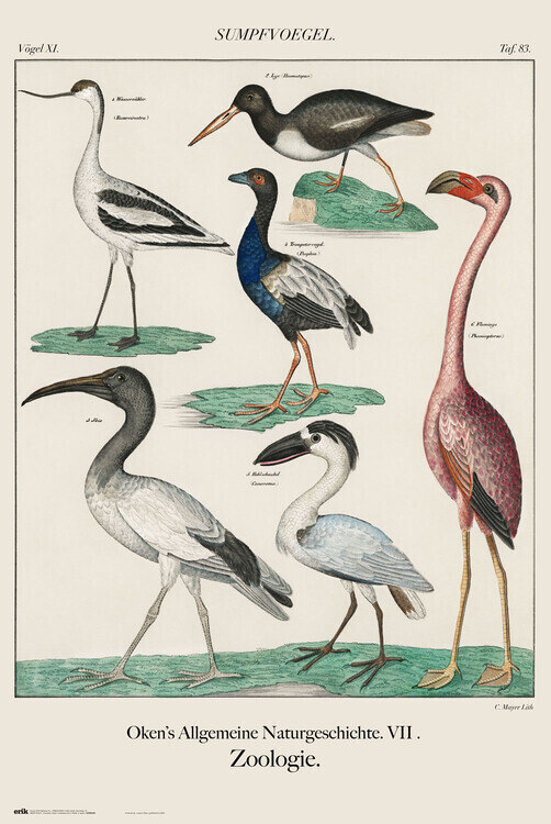 GRUPO ERIK Plakát, Obraz - Vintage Birds, John James Audubon, 61 × 91.5 cm