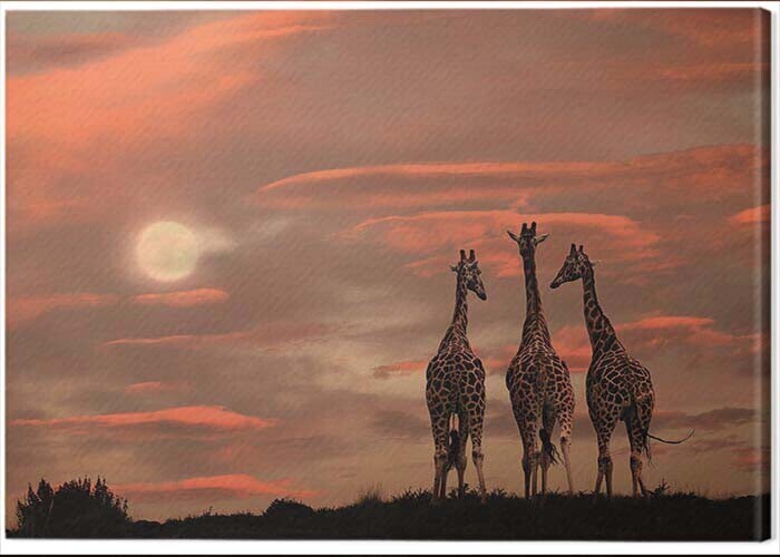 PYRAMID Obraz na plátně Marina Cano - Moonrise Giraffes, 2 - 80×60 cm