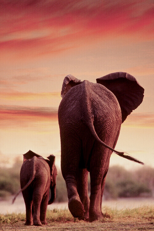 EUROGRAPHICS Plakát, Obraz - Elephant Walking with Calf, 61 × 91.5 cm