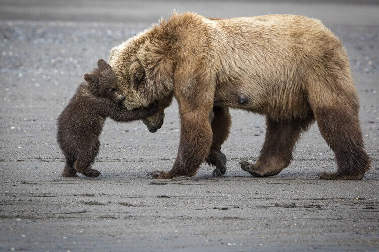 Renee Doyle Plakát, Obraz - A Little Bear Hug, Renee Doyle, 40 × 26.7 cm