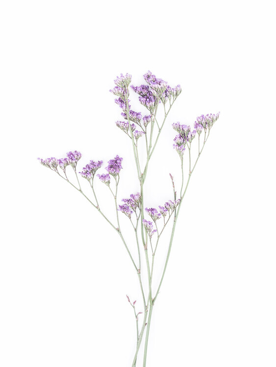 Sisi & Seb Plakát, Obraz - Little Floral, Sisi & Seb, 30 × 40 cm