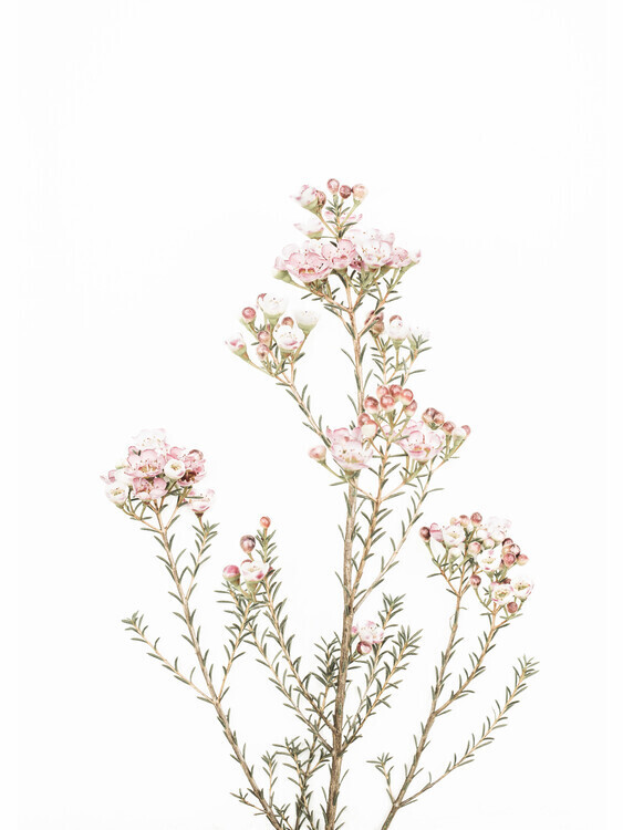 Sisi & Seb Plakát, Obraz - Little Blooms, Sisi & Seb, 30 × 40 cm