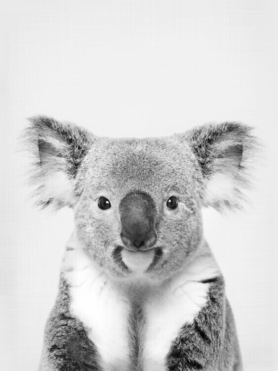 Sisi & Seb Plakát, Obraz - Koala, Sisi & Seb, 30 × 40 cm