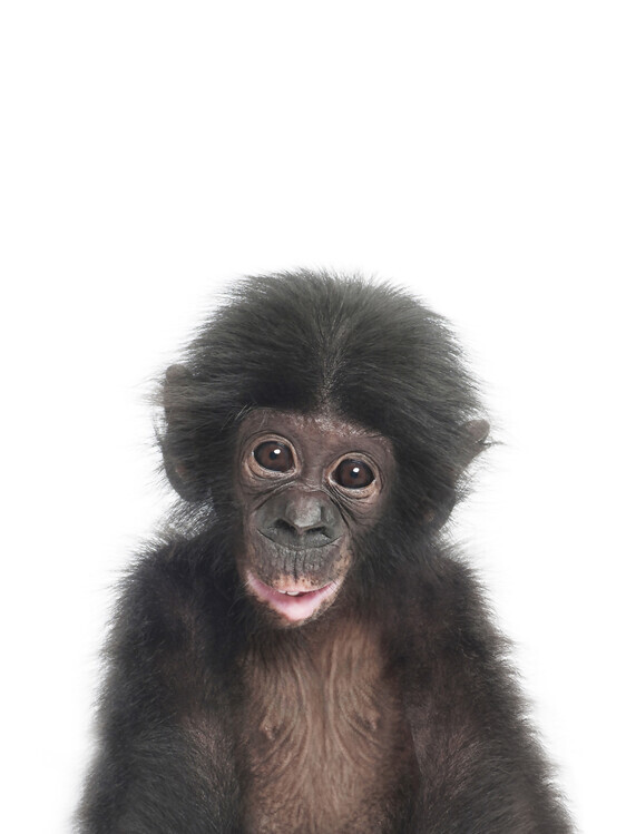 Sisi & Seb Plakát, Obraz - Baby Monkey, Sisi & Seb, 30 × 40 cm