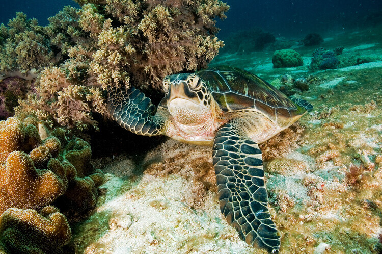 Ilan Ben Tov Plakát, Obraz - Sea Turtle, Ilan Ben Tov, 40 × 26.7 cm