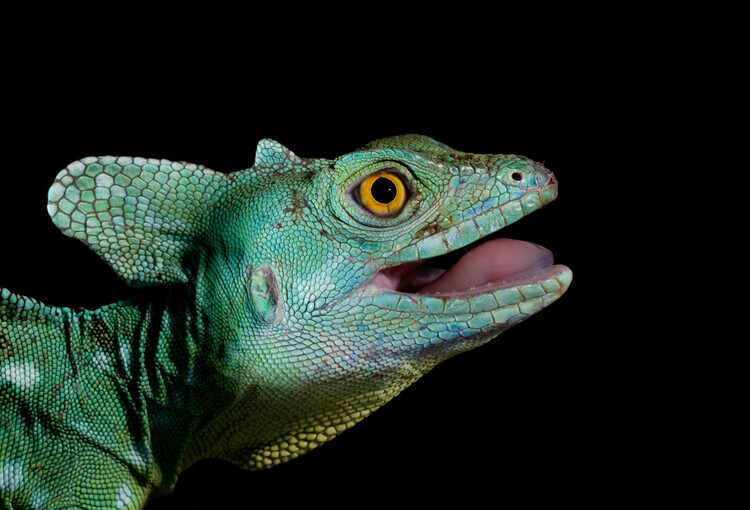 Thor Hakonsen Plakát, Obraz - Basiliscus plumifrons - Plumed Basilisk, Thor Hakonsen, 40 × 26.7 cm