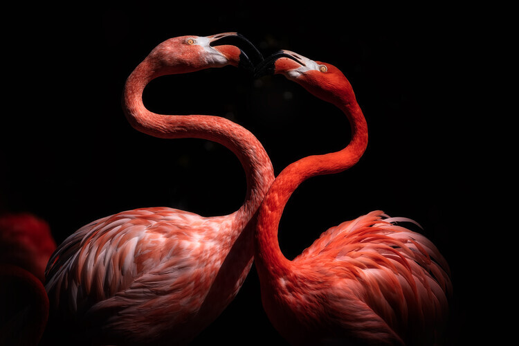 Eiji Itoyama Plakát, Obraz - Flamingos, Eiji Itoyama, 40 × 26.7 cm