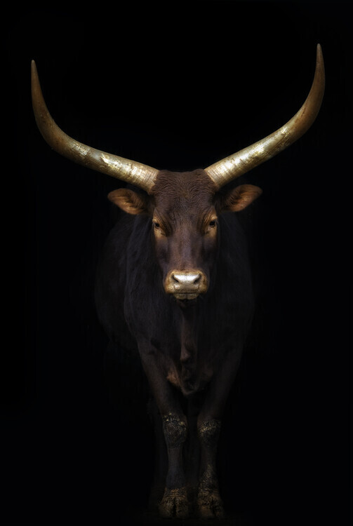 Sergio Saavedra Ruiz Plakát, Obraz - Intimate., Sergio Saavedra Ruiz, 26.7 × 40 cm